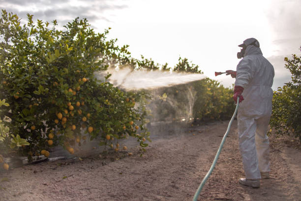 Best Wasp Removal Services  in Chena Ridge, AK