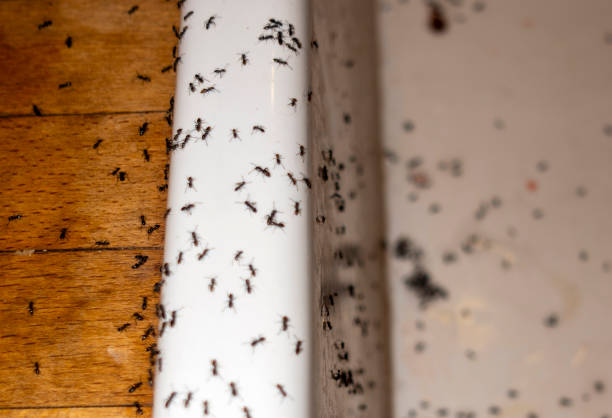 Best Pest Prevention Services  in Chena Ridge, AK