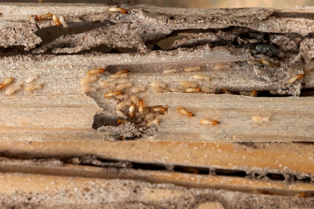 Best Pest Removal Services  in Chena Ridge, AK