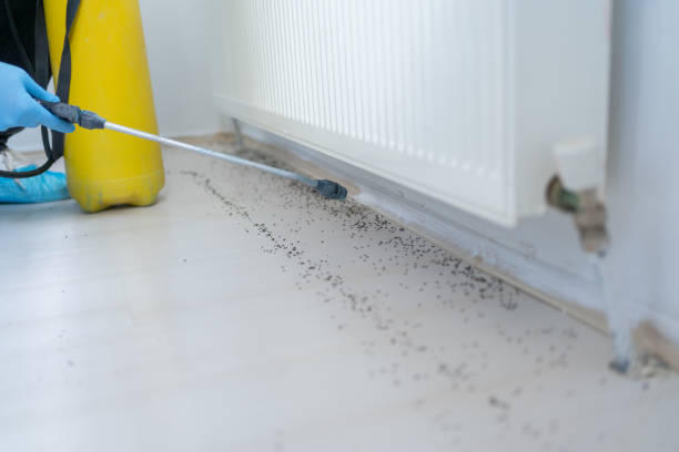 Best Bed Bug Extermination  in Chena Ridge, AK