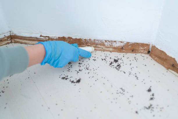 Best Cockroach Control Services  in Chena Ridge, AK